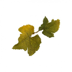 Novritsch LEAF CAMO 3D Leaves LC1, 50 pcs - Lime