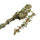 3D Leaves - Amber