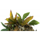 Leaf Camo – LC3 - Cider